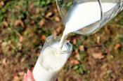 Mleko w cenie. Dobra koniunktura w mleczarstwie sprzyja inwestycjom rozwojowym
